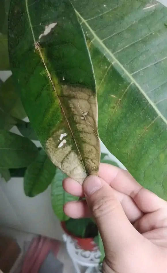 鄰居養的發財樹,葉子變成「透明色」,做這2步,興許還有救