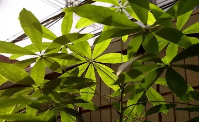 鄰居養的發財樹,葉子變成「透明色」,做這2步,興許還有救