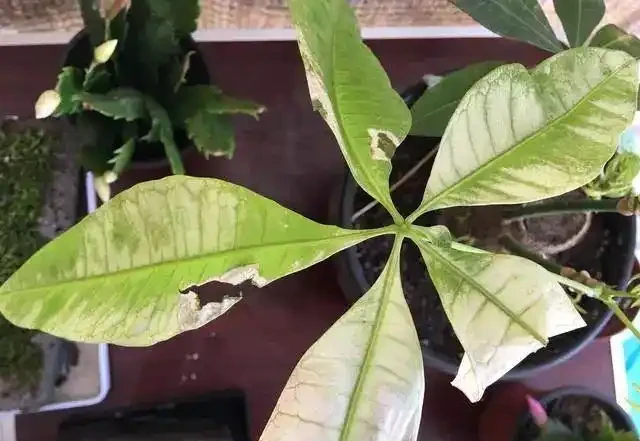 鄰居養的發財樹,葉子變成「透明色」,做這2步,興許還有救