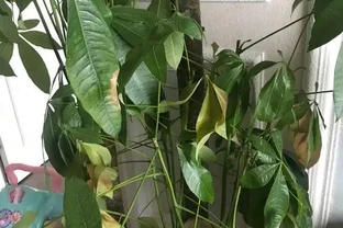 鄰居養的發財樹，葉子變成「透明色」，做這2步，興許還有救