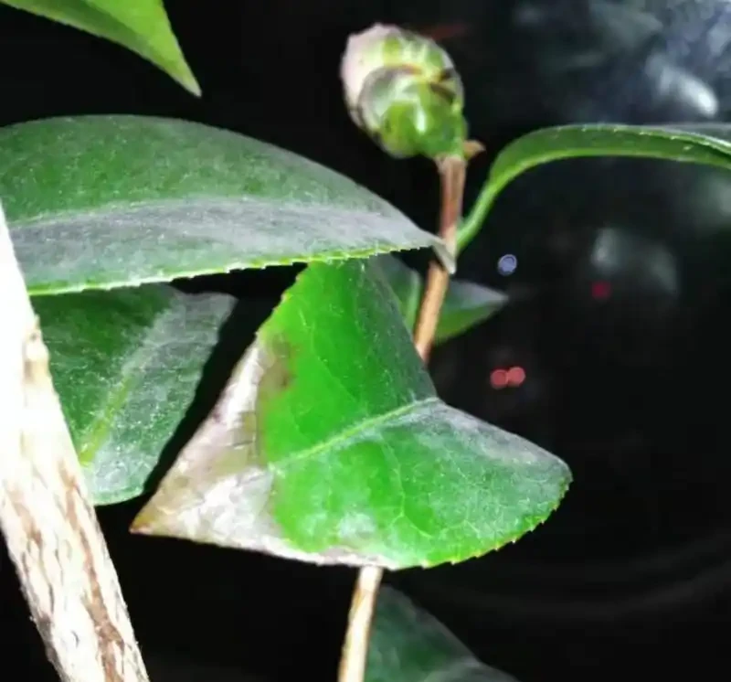 茶花苞衣乾枯發黑?這樣解決,還能有花看!