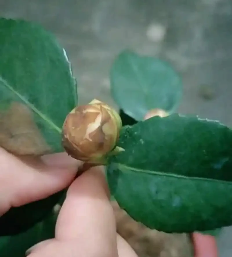 茶花苞衣乾枯發黑?這樣解決,還能有花看!