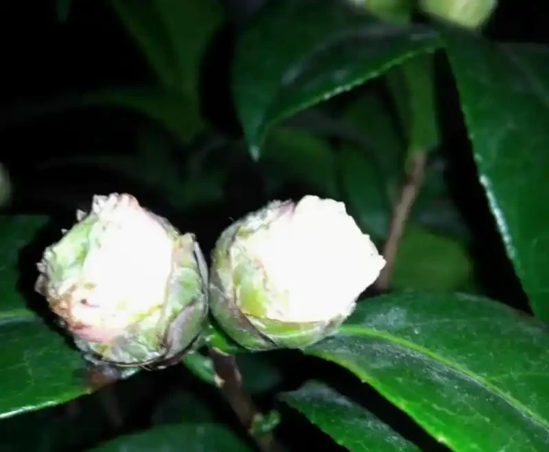茶花苞衣乾枯發黑?這樣解決,還能有花看!