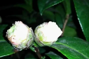 茶花苞衣乾枯發黑？這樣解決，還能有花看！