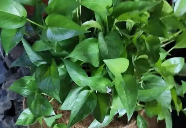 淘米水不要倒掉，簡單一處理澆黃金葛，既能省錢又能增添肥效