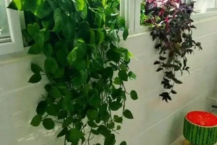 淘米水不要倒掉，簡單一處理澆黃金葛，既能省錢又能增添肥效