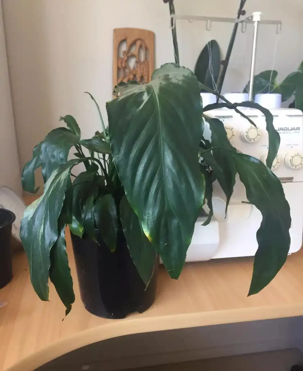 白鶴芋的葉子低垂下來，你以為只是澆水的問題嗎？