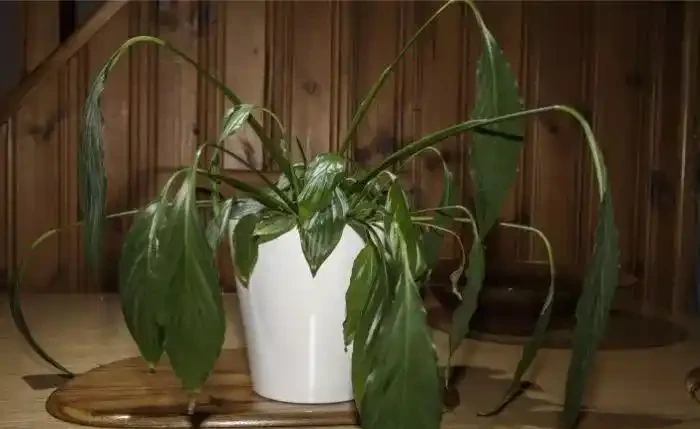 白鶴芋的葉子低垂下來，你以為只是澆水的問題嗎？