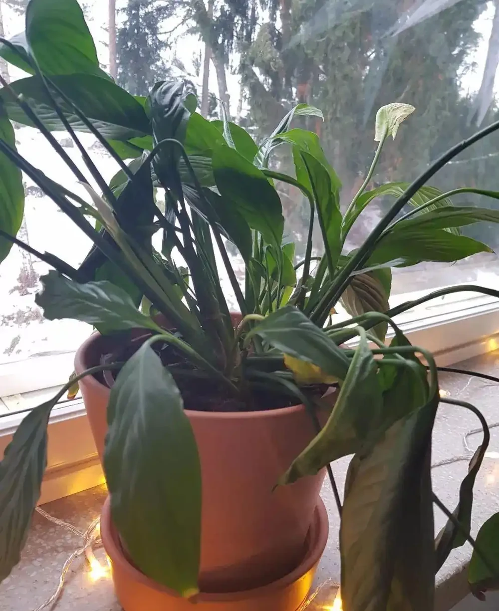 白鶴芋的葉子低垂下來，你以為只是澆水的問題嗎？