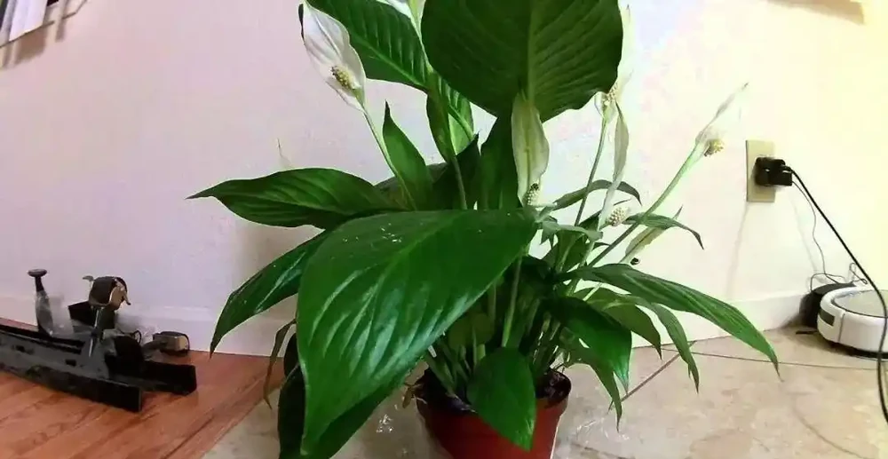 白鶴芋的葉子低垂下來，你以為只是澆水的問題嗎？