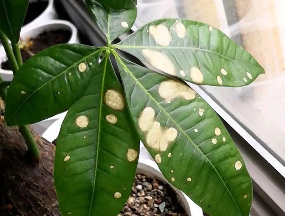 發財樹葉子發白長斑,主要是3個原因,找到了就很好解決