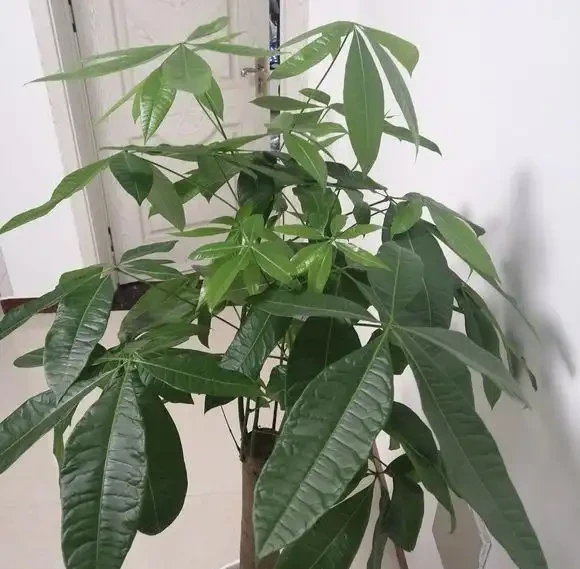 發財樹葉子發白長斑,主要是3個原因,找到了就很好解決