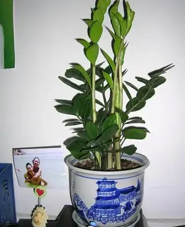 現在養雪鐵芋，多做1件事，春天新芽爆滿盆，葉片油亮有光澤