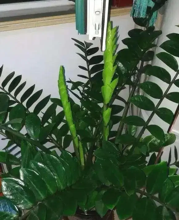 現在養雪鐵芋，多做1件事，春天新芽爆滿盆，葉片油亮有光澤