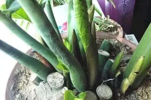 現在養雪鐵芋，多做1件事，春天新芽爆滿盆，葉片油亮有光澤