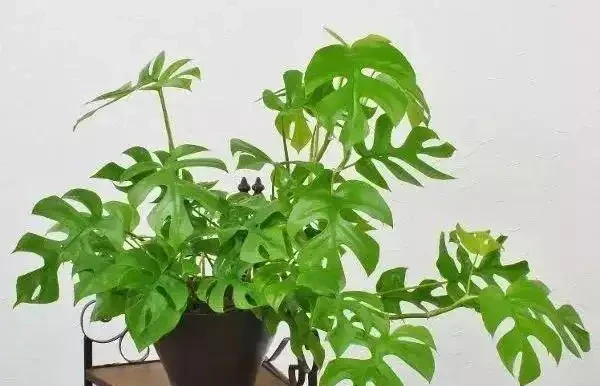這10種花,過年再窮也要養一盆,把室內的甲醛、濁氣統統吸乾淨!