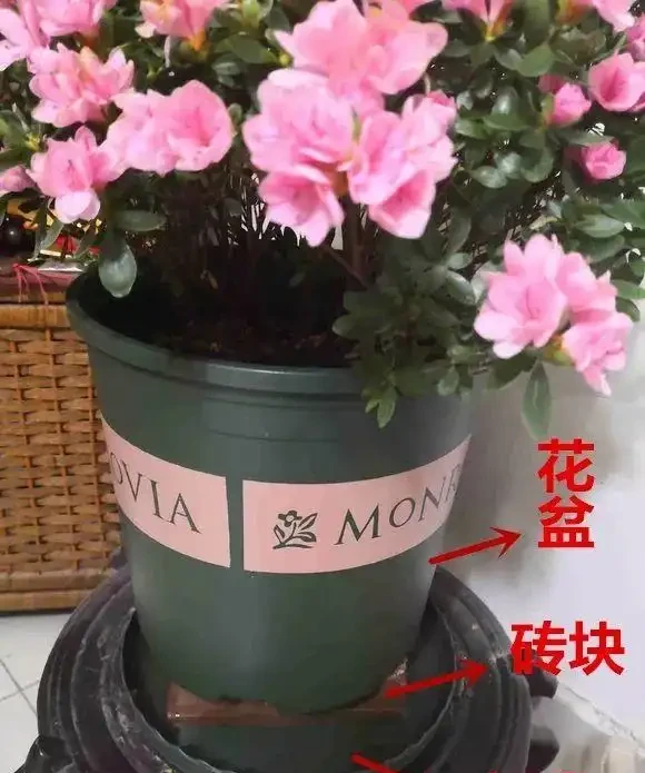 這10種花,過年再窮也要養一盆,把室內的甲醛、濁氣統統吸乾淨!