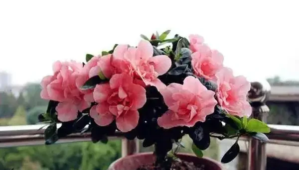 這10種花,過年再窮也要養一盆,把室內的甲醛、濁氣統統吸乾淨!