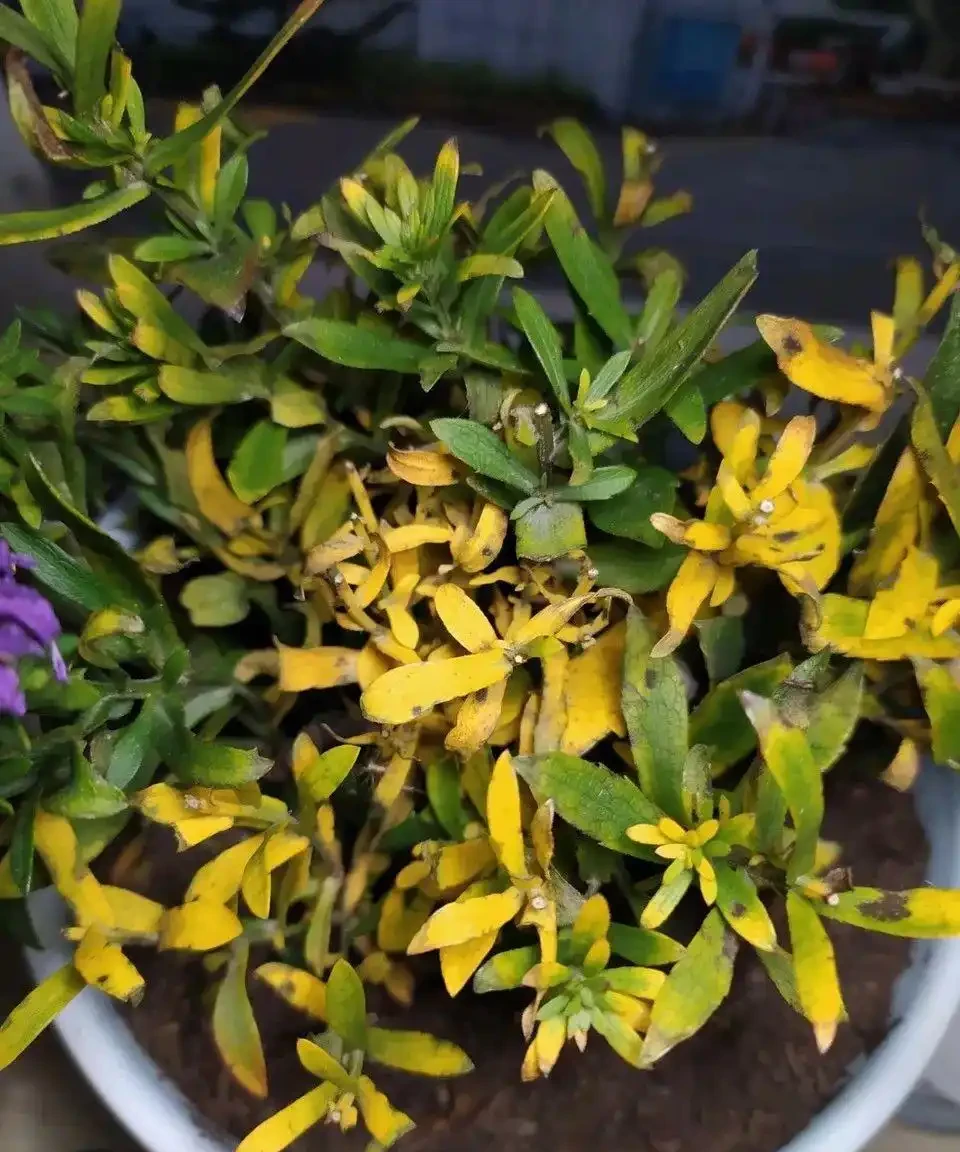 (必收藏)植物葉子發黃的七個原因,對應七種處理方法