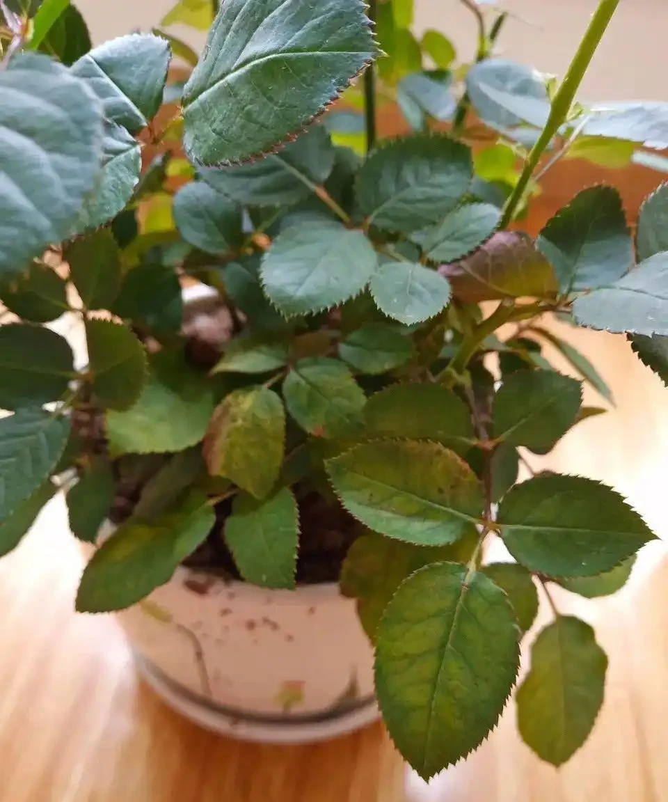 (必收藏)植物葉子發黃的七個原因,對應七種處理方法