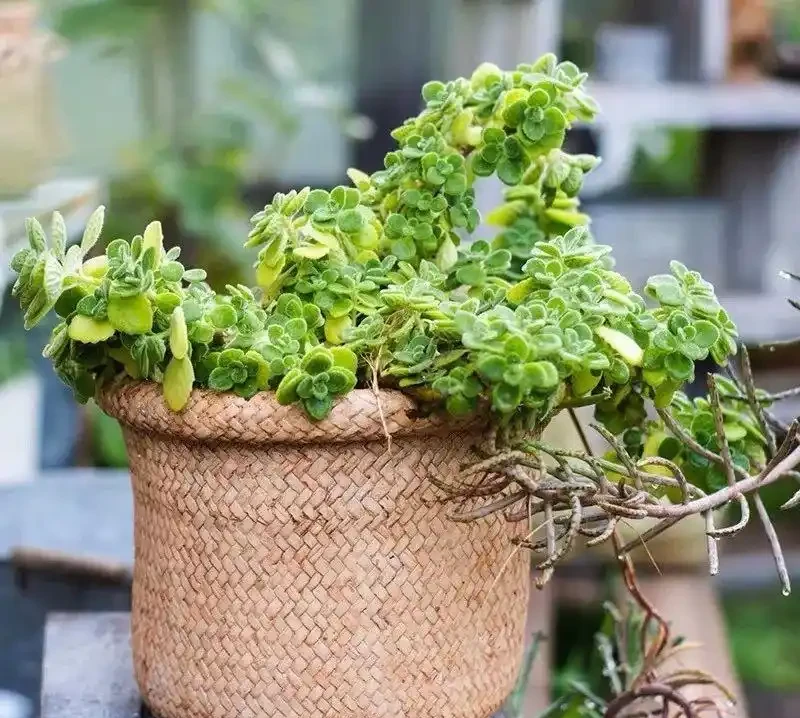 (必收藏)植物葉子發黃的七個原因,對應七種處理方法