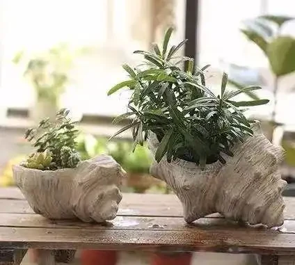 (必收藏)植物葉子發黃的七個原因,對應七種處理方法