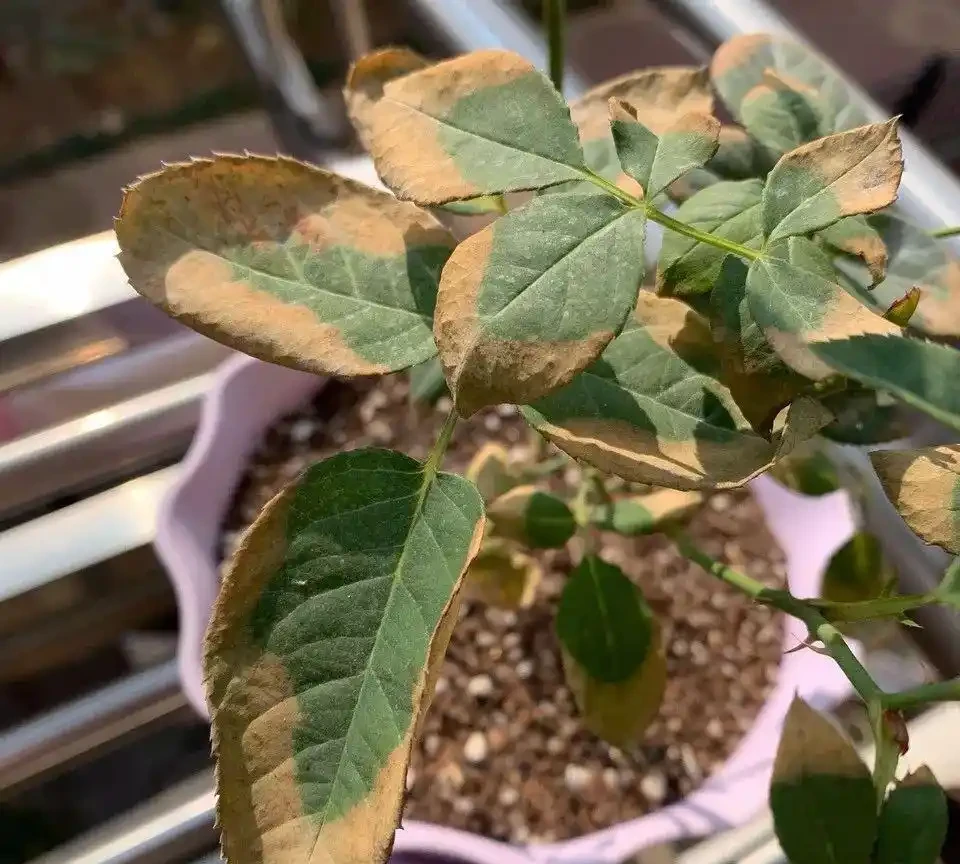 (必收藏)植物葉子發黃的七個原因,對應七種處理方法
