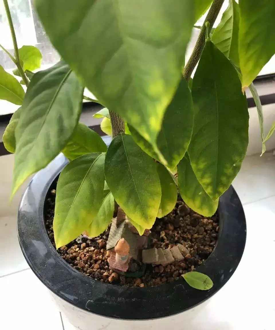 (必收藏)植物葉子發黃的七個原因,對應七種處理方法