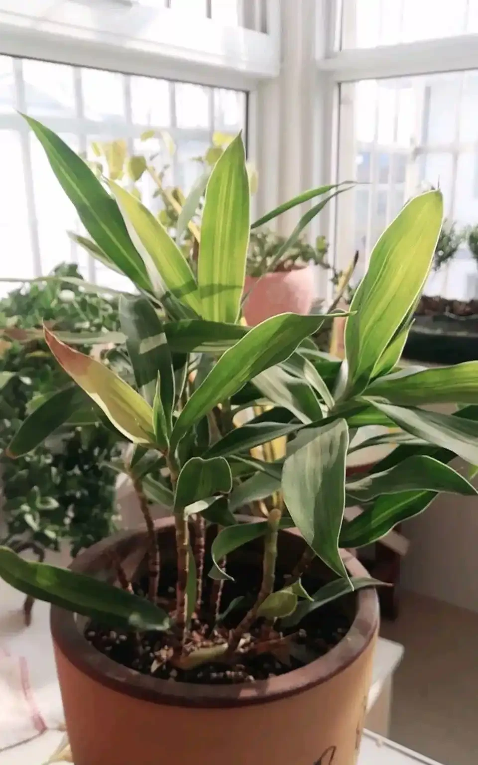 (必收藏)植物葉子發黃的七個原因,對應七種處理方法