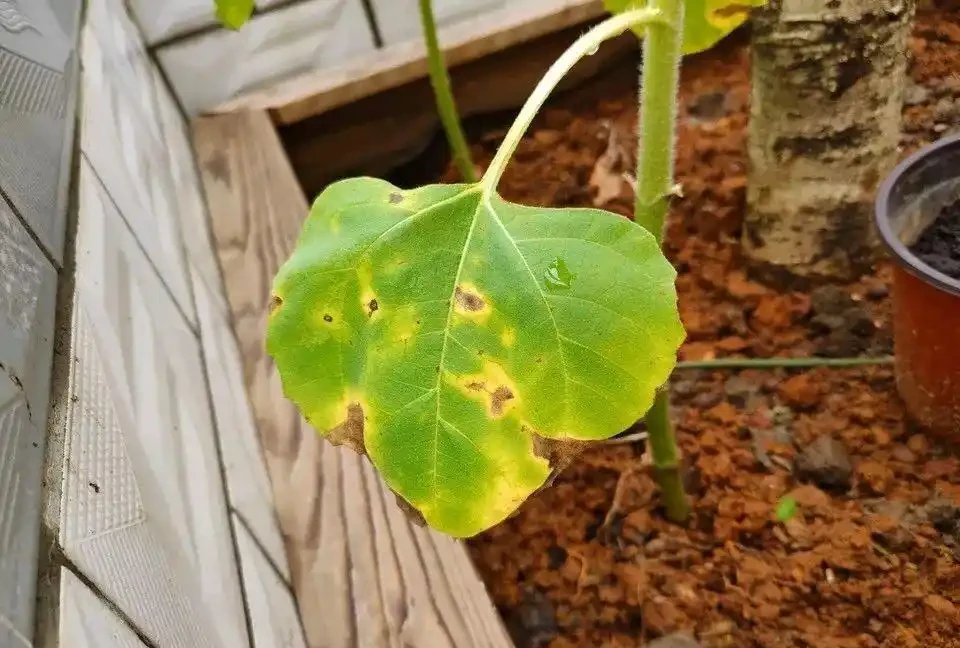 (必收藏)植物葉子發黃的七個原因,對應七種處理方法