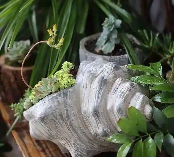 (必收藏)植物葉子發黃的七個原因,對應七種處理方法