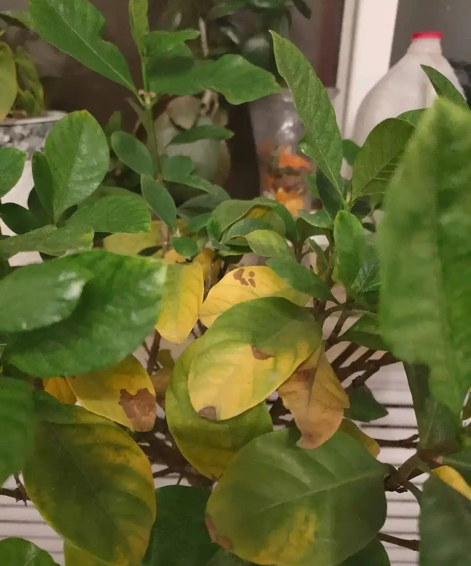 (必收藏)植物葉子發黃的七個原因,對應七種處理方法