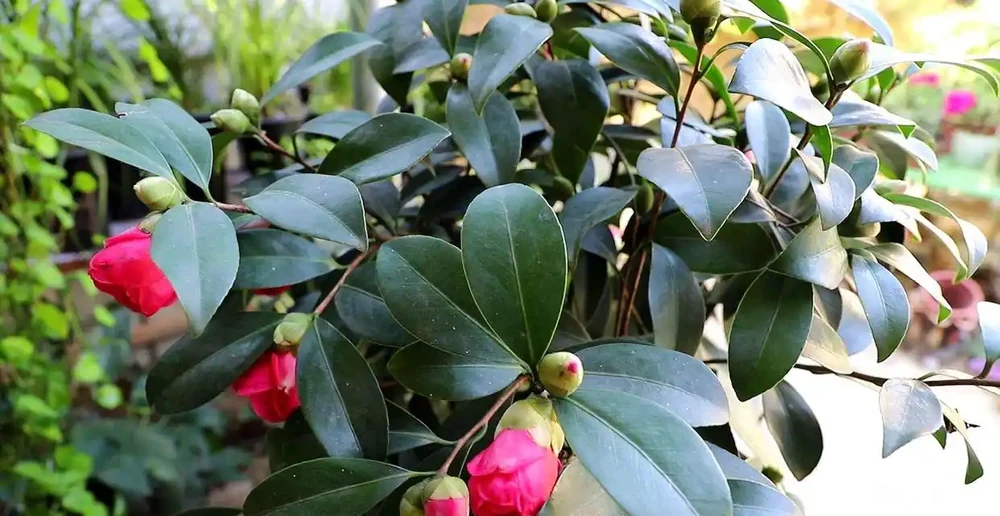 冬天養茶花,這一點不注意,花苞全都「發黑、脫落」