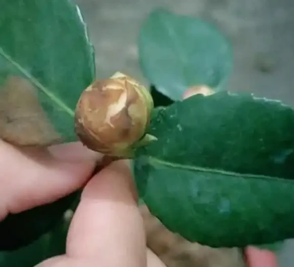 冬天養茶花,這一點不注意,花苞全都「發黑、脫落」