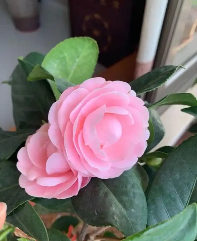 冬天養茶花,這一點不注意,花苞全都「發黑、脫落」