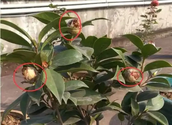 冬天養茶花,這一點不注意,花苞全都「發黑、脫落」