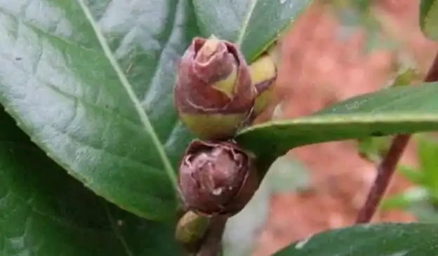 冬天養茶花,這一點不注意,花苞全都「發黑、脫落」