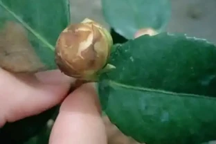 冬天養茶花，這一點不注意，花苞全都「發黑、脫落」