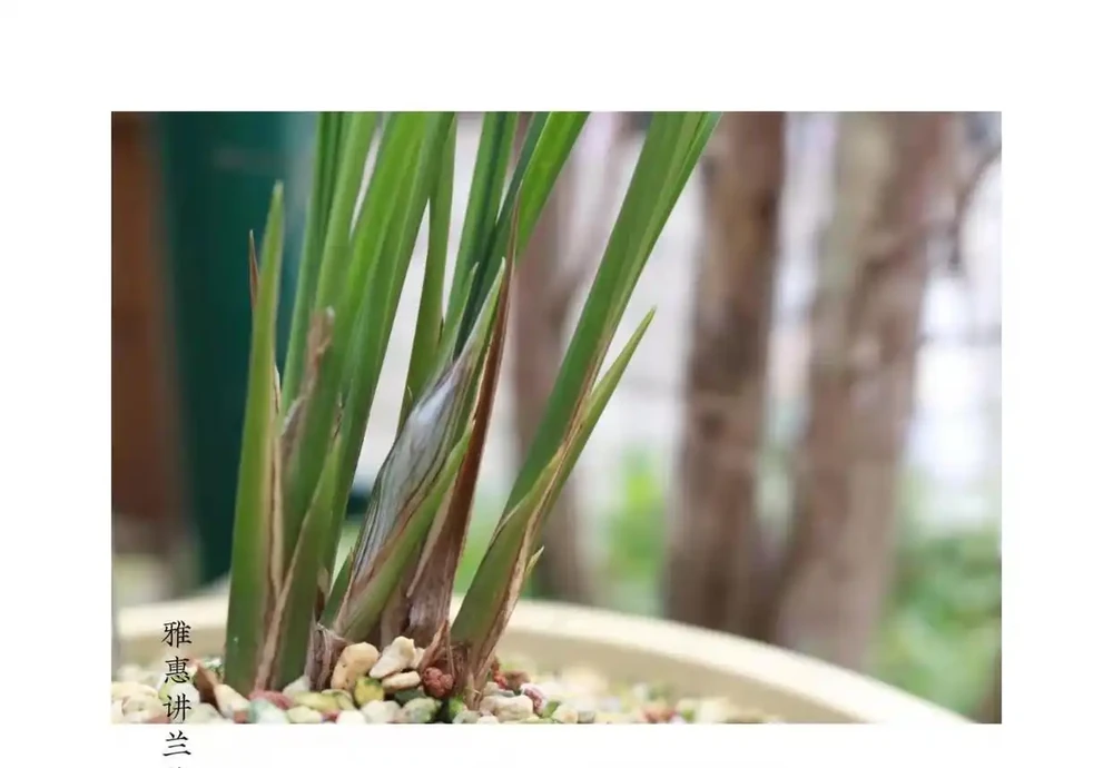 雅惠講蘭花