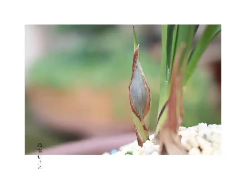 雅惠講蘭花