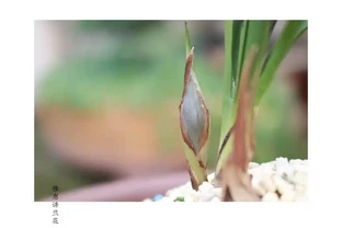 蘭花花苞未開枯萎，原因是什麼？雅惠給你詳細分析
