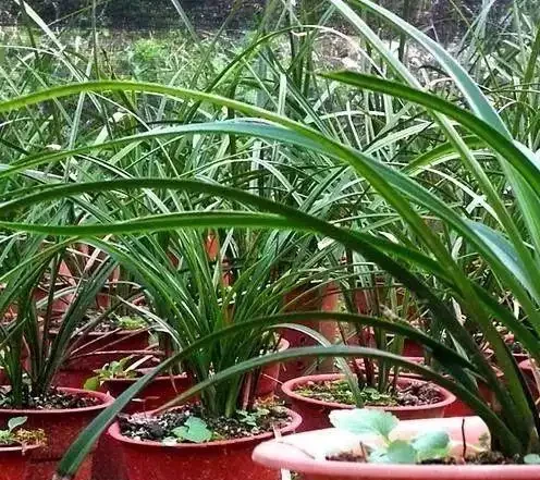 蘭花黑葉尖不可怕,教你3招治好它,新手都可以做得到