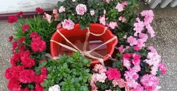 放假沒人澆水,4個方法花兒「喝飽水」,出門1個月也放心!
