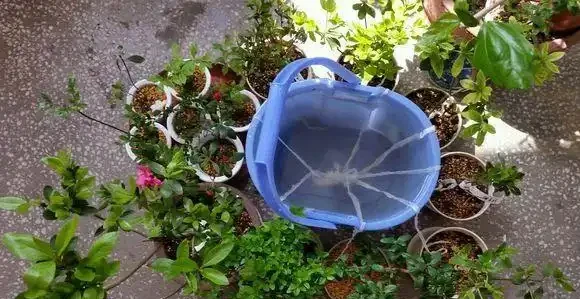 放假沒人澆水,4個方法花兒「喝飽水」,出門1個月也放心!