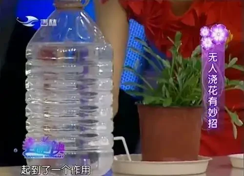 放假沒人澆水,4個方法花兒「喝飽水」,出門1個月也放心!