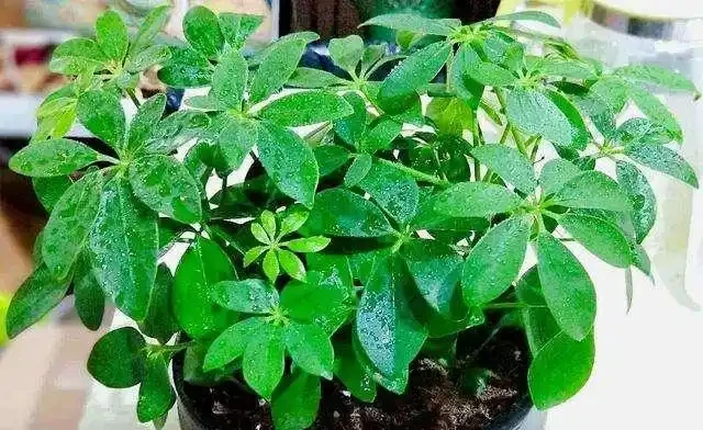 想讓鵝掌藤葉子翠綠油亮,只需要「挪個窩」,15天就能改變葉色