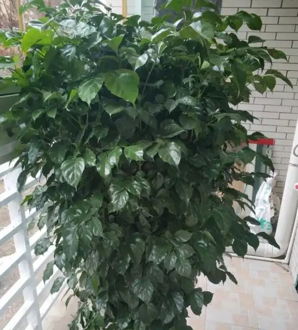 幸福樹的養護技巧,做好幾個「小動作」,枝葉繁茂,猛躥新葉