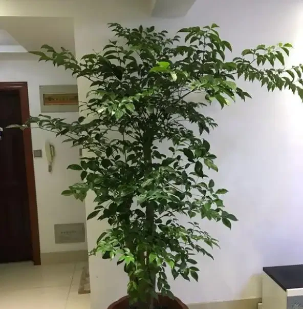 幸福樹的養護技巧,做好幾個「小動作」,枝葉繁茂,猛躥新葉