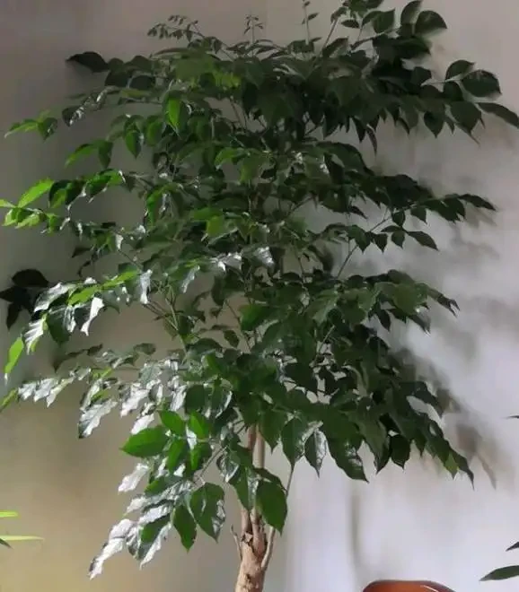 幸福樹的養護技巧,做好幾個「小動作」,枝葉繁茂,猛躥新葉