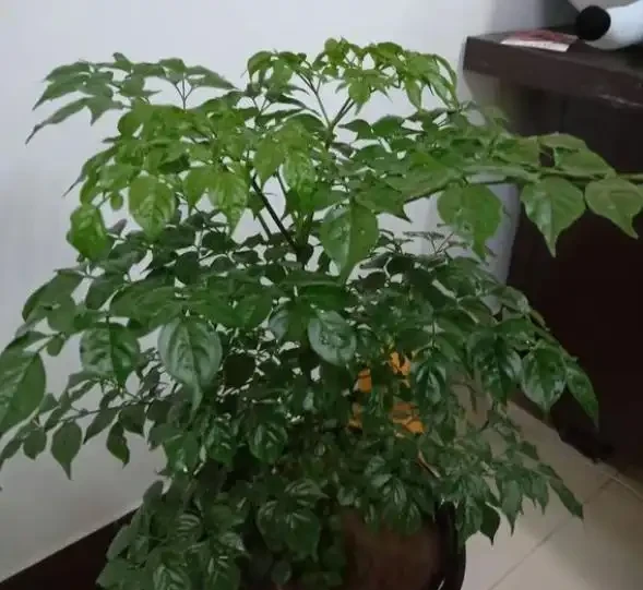 幸福樹的養護技巧,做好幾個「小動作」,枝葉繁茂,猛躥新葉